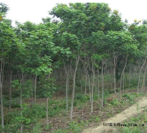 優質重陽木(三葉樹)圖片|苗木|苗木圖庫|597苗木網