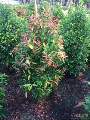 【江西綠化苗木袋苗紅車、農戶種植】綠化苗木,價格,廠家,供應商,花木,龍海市東泗興輝園藝場 - 產品庫