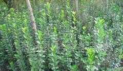 供應綠化苗木:北海黃楊、大葉黃楊、小葉葉黃楊、衛矛_農副產品_世界工廠網中國產品信息庫