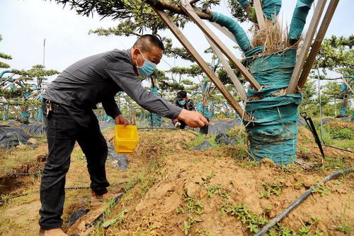 高淳椏溪 精品苗木助增收 鄉村長出 致富樹
