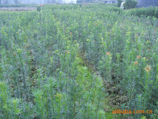 【綠化設計圖中的喬木與灌木之分】價格、產品供應,綠化設計圖中的喬木與灌木之分廠家批發-1024商務網