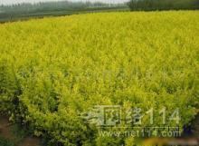 鎮江其他種子、種苗批發_鎮江其他種子、種苗供應_其他種子、種苗鎮江廠家_ - 