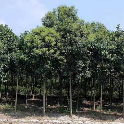 【高桿女貞行道樹_綠化工程高桿女貞行道樹苗圖片】高桿女貞行道樹_綠化工程高桿女貞行道樹苗 - 東臺市新街鎮勤茂園林苗木園