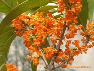 【綠化設計圖中的喬木與灌木之分】價格、產品供應,綠化設計圖中的喬木與灌木之分廠家批發-1024商務網