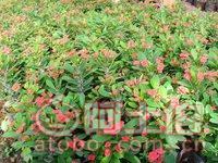 【泉州室內綠化盆栽虎刺梅、質優價廉】綠化苗木,價格,廠家,供應商,花木,龍海市東泗興輝園藝場 - 產品庫