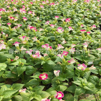 【廠家直銷綠化植物夏堇花卉苗批發吊盆花卉夏堇花草苗可盆栽】青州市隆聚花卉苗木專業合作社 - 產品庫
