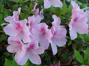 瀏陽苗木場 春鵑1