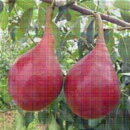 新聞資訊 2年梨樹苗價格 中梨1號梨樹苗 安徽種植間距 公司 歡迎您