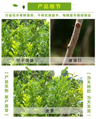 泰安李子樹苗價格及品種規格詳解：以1公分、2公分恐龍蛋李子樹苗為例