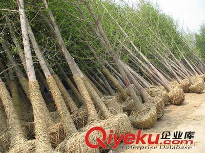 邳州市飛越銀杏苗木購銷部：專業供應銀杏樹與嫁接銀杏樹，打造優美庭蔭景觀