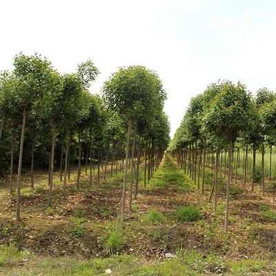 苗木人注意了，這才是苗木施肥的正確方法