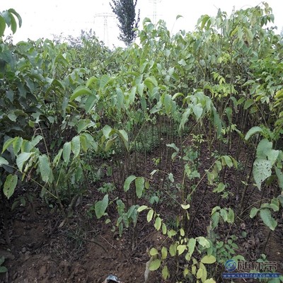 溫185核桃苗 鄭優新品種，泰安旺運苗木中心專業供應