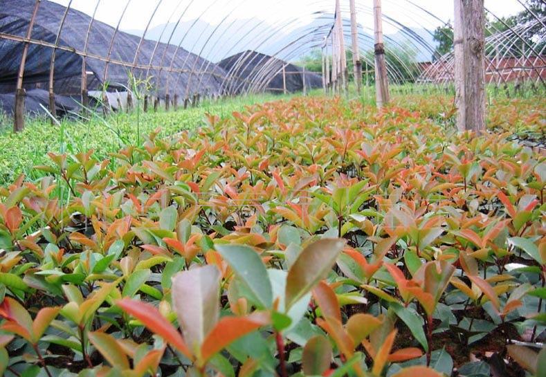 紅葉石楠穴盤苗與網袋苗 價格、廠家與種植指南